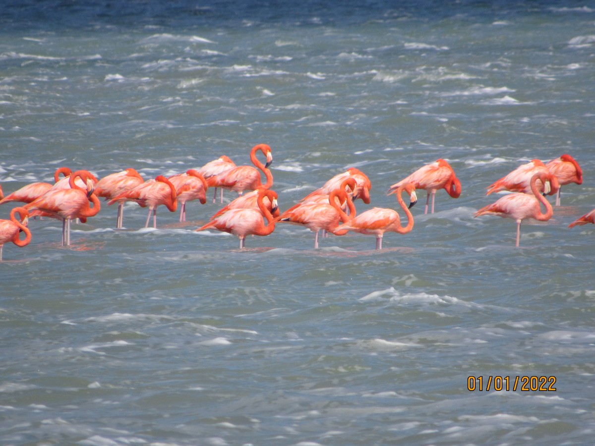 Amerika Flamingosu - ML401440801