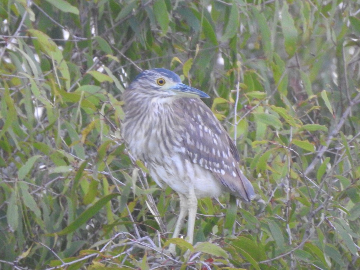 Nankeen Night Heron - ML401441041