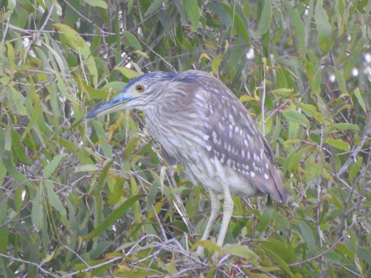 Nankeen Night Heron - ML401441051