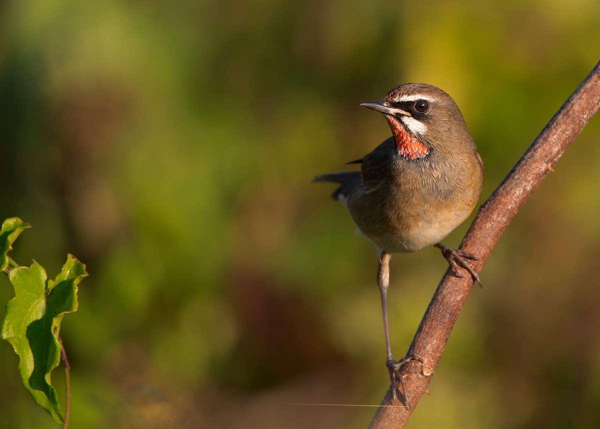 Siberian Rubythroat - ML401441271