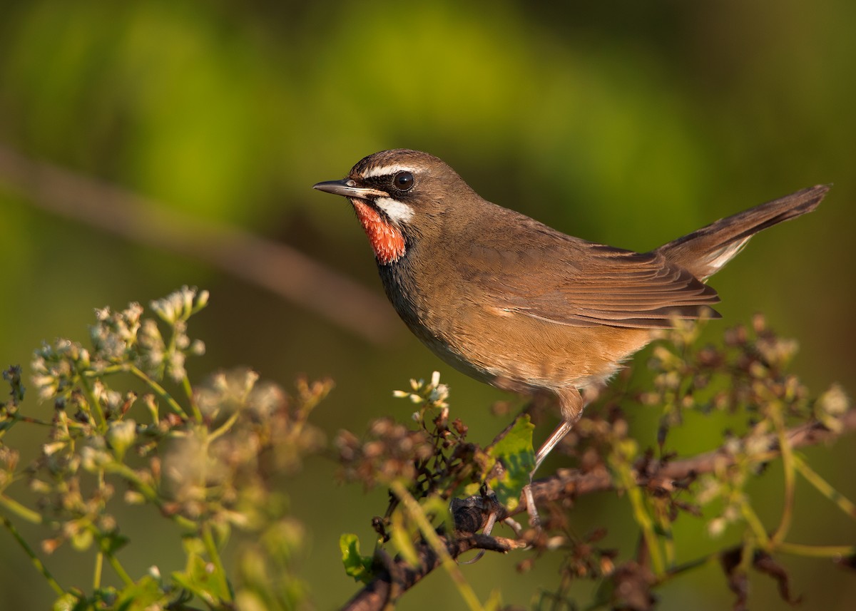 Siberian Rubythroat - ML401441281