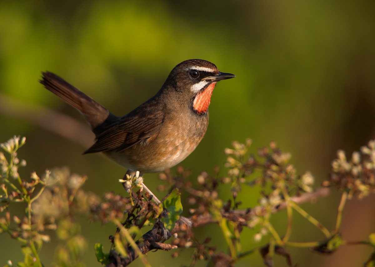 Siberian Rubythroat - ML401441291