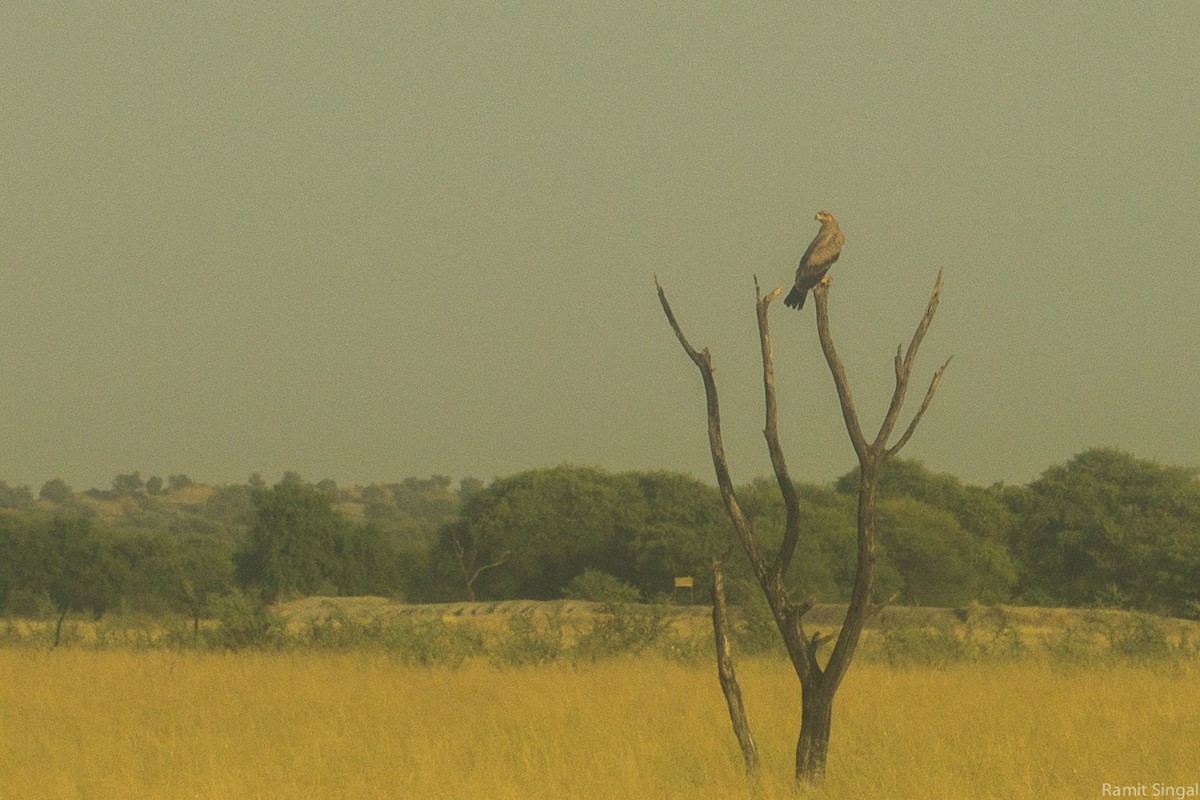 Tawny Eagle - ML40144351