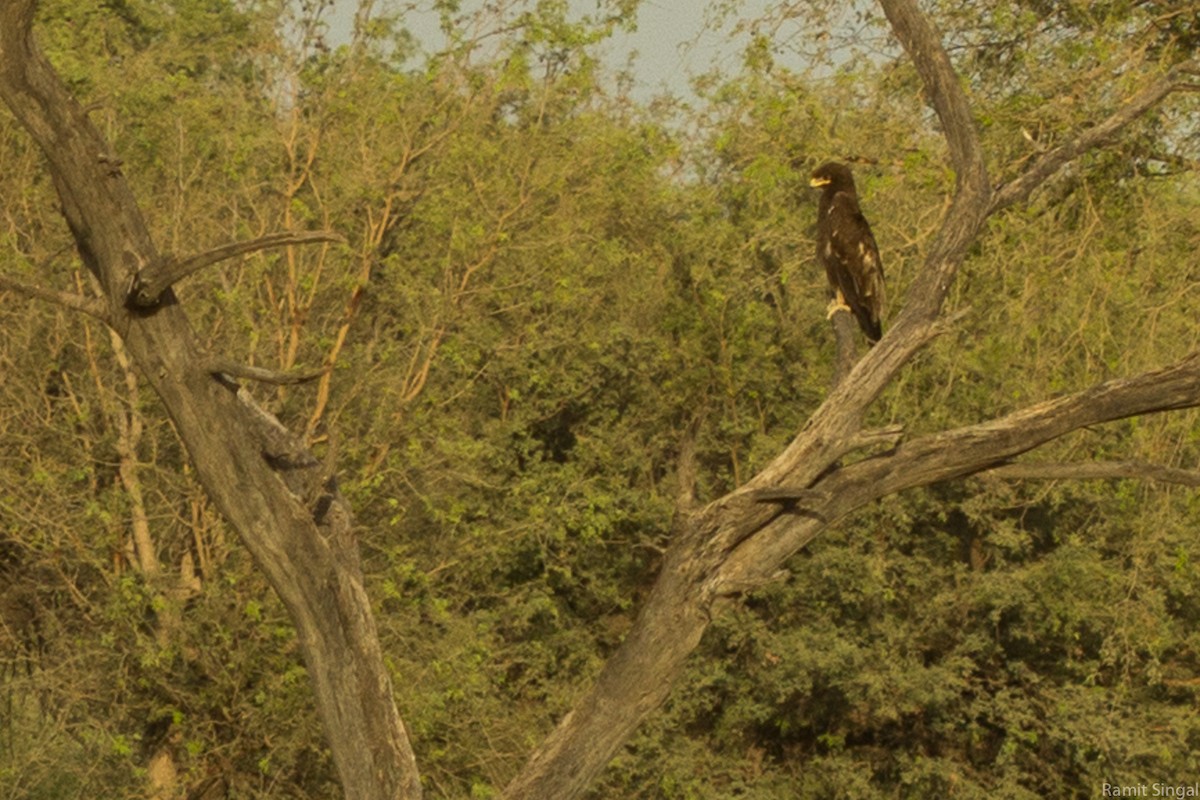 Indian Spotted Eagle - ML40144381