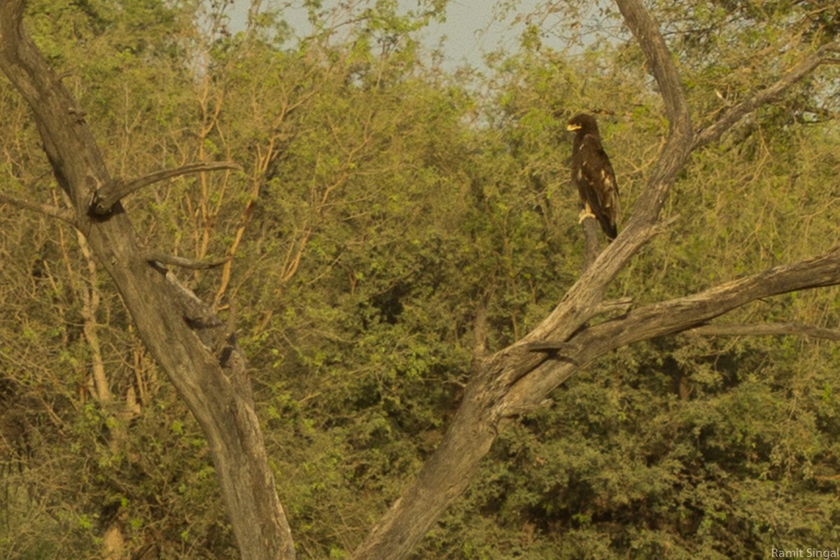 Águila India - ML40144381