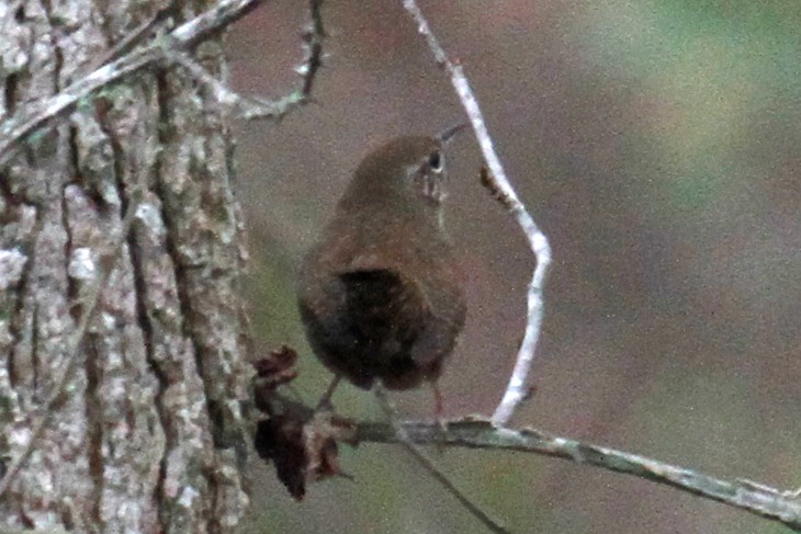 Northern House Wren - ML401443821