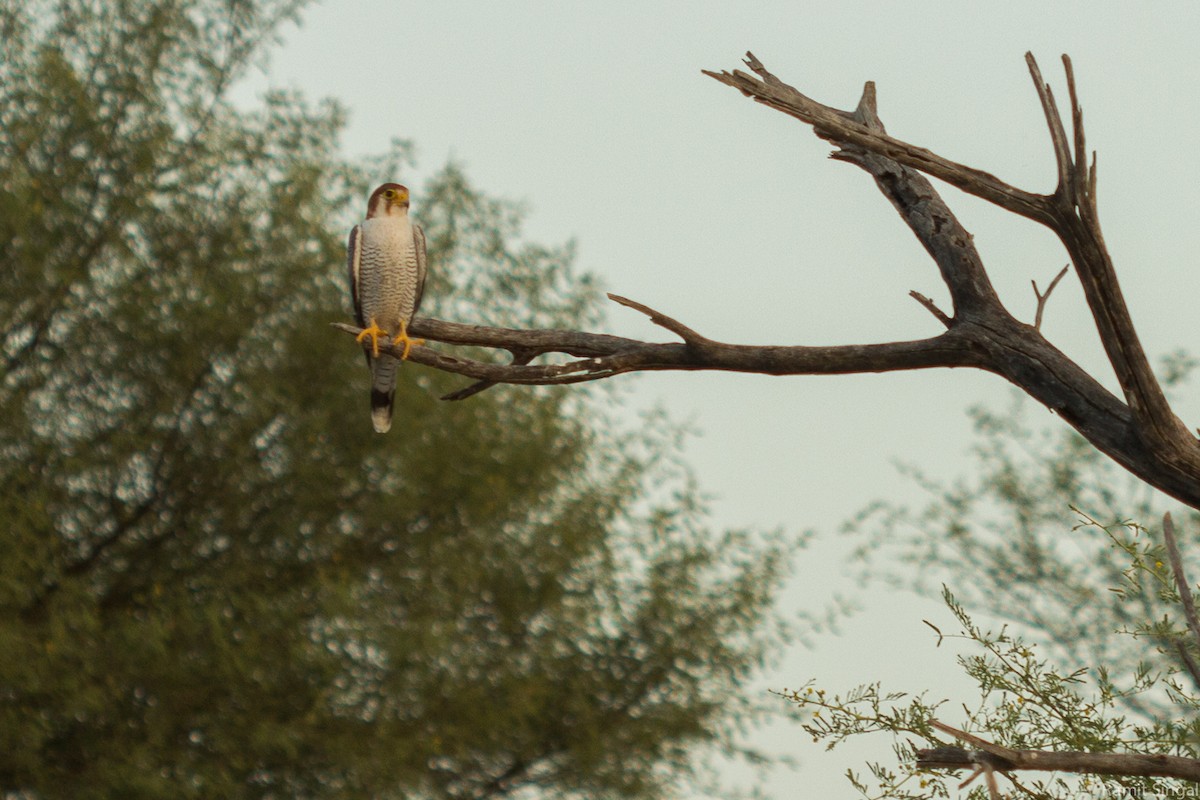 Red-necked Falcon - ML40144391