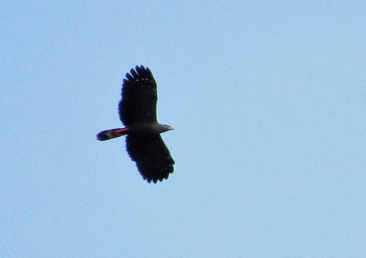 Buse échasse - ML40144401