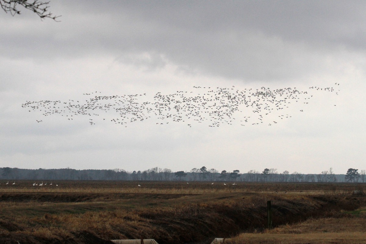 Snow Goose - ML401444251