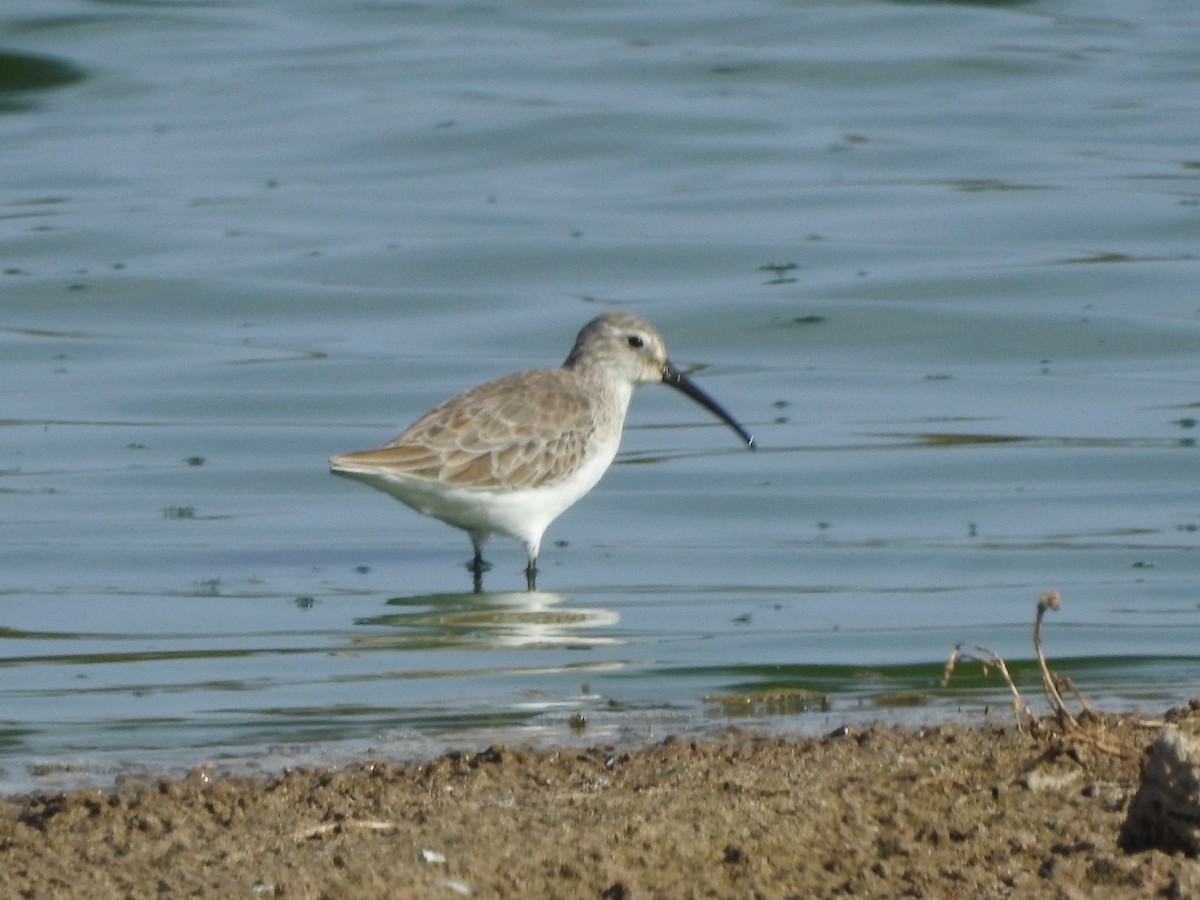 Curlew Sandpiper - ML401445251