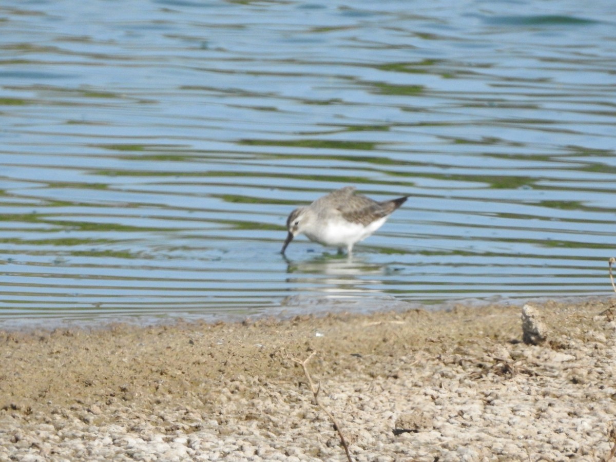 Curlew Sandpiper - ML401445301