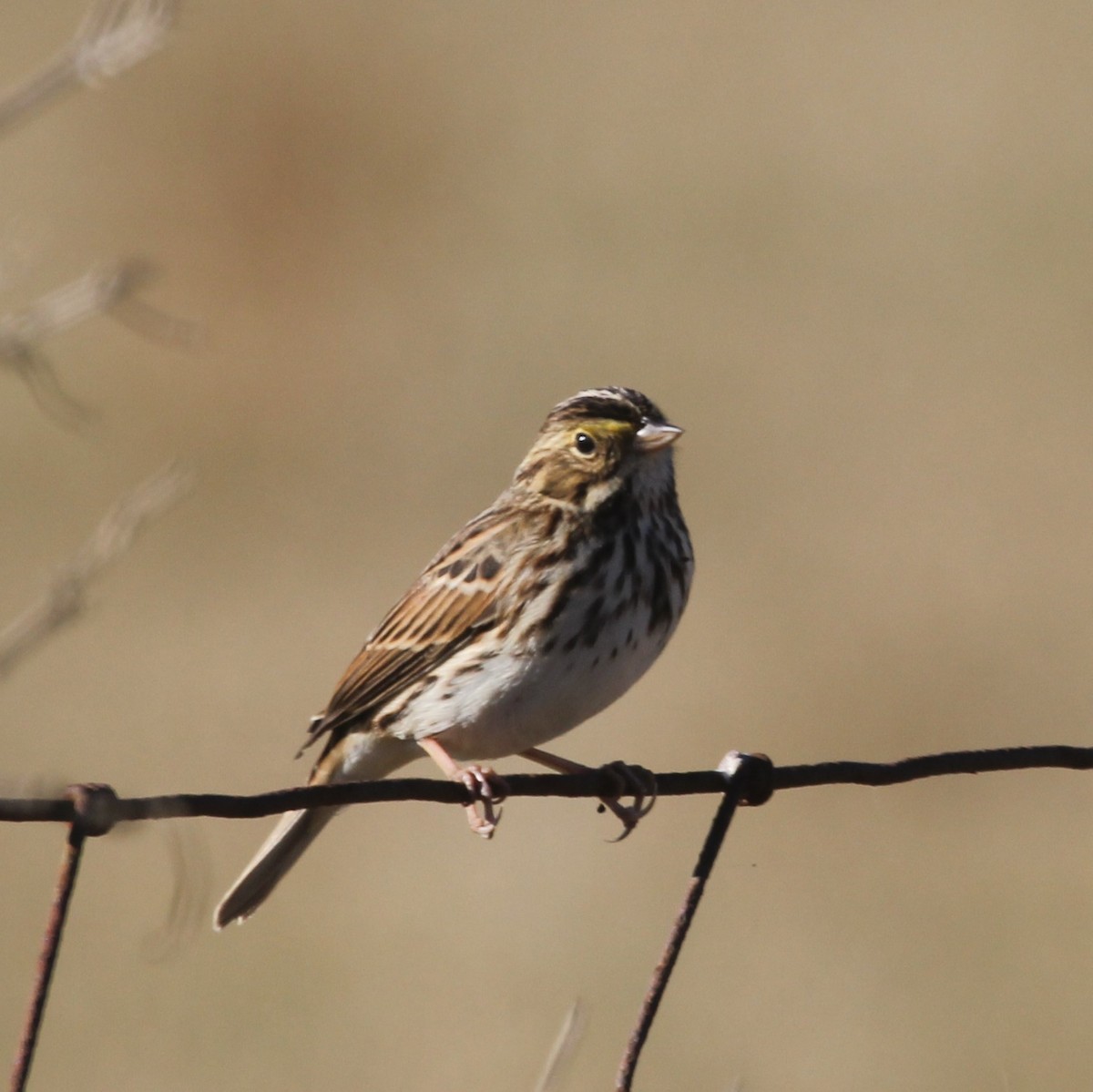 Savannah Sparrow - ML40144551