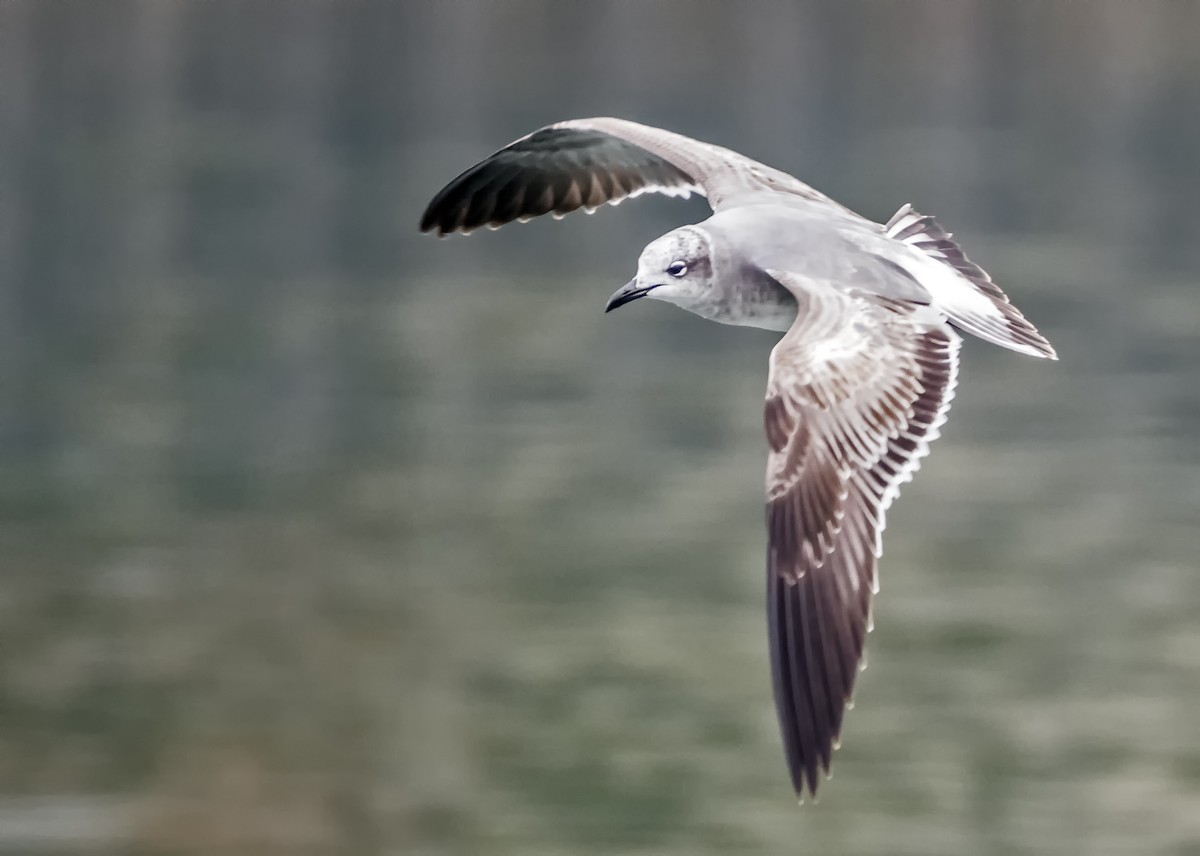 Laughing Gull - ML401445751