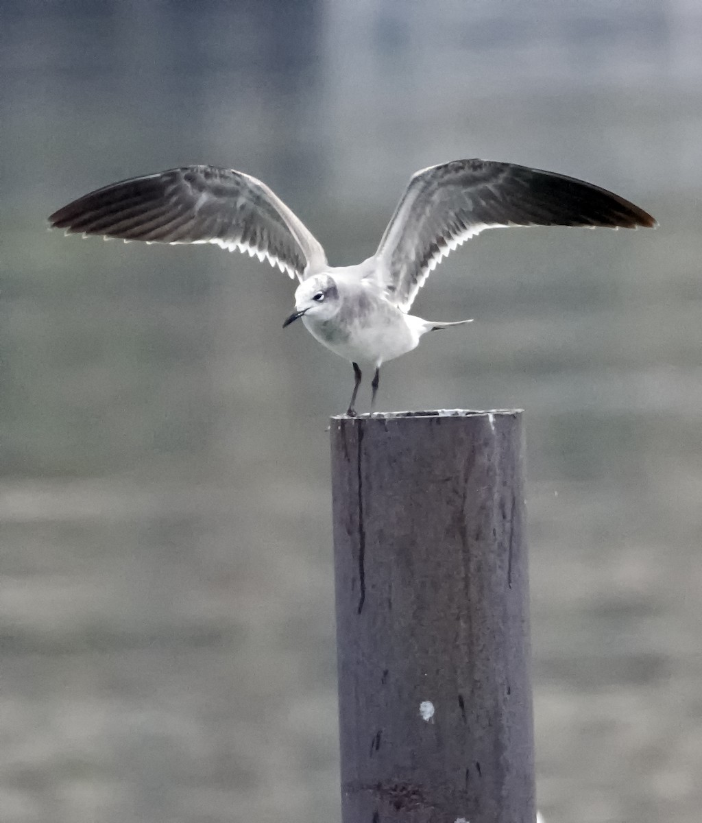 Gaviota Guanaguanare - ML401445761