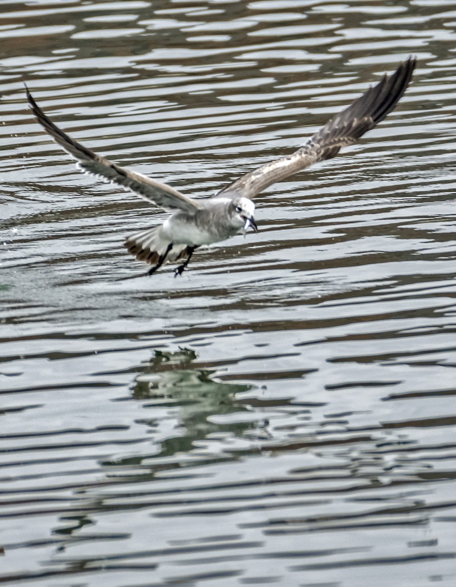 Gaviota Guanaguanare - ML401445791