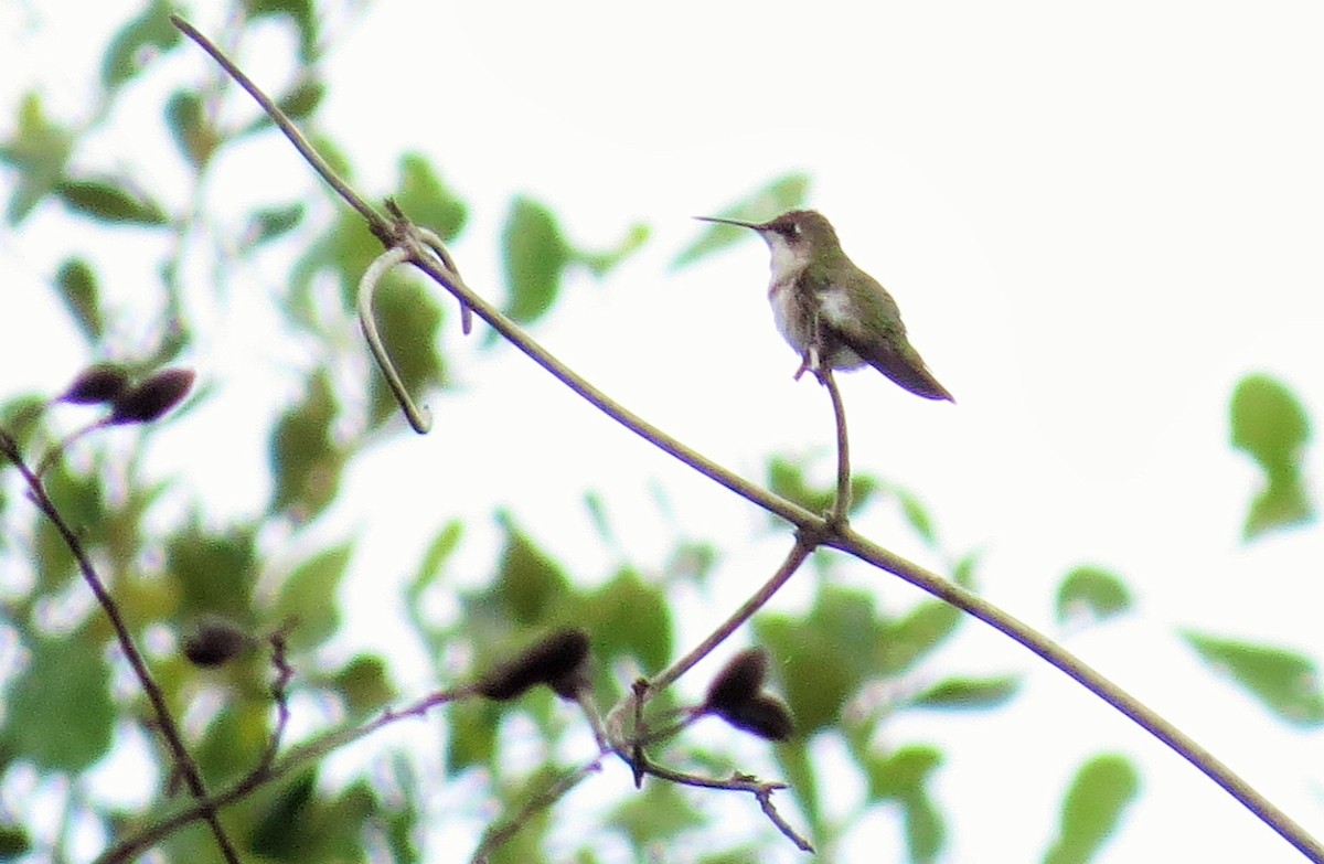 Ruby-throated Hummingbird - ML40144601