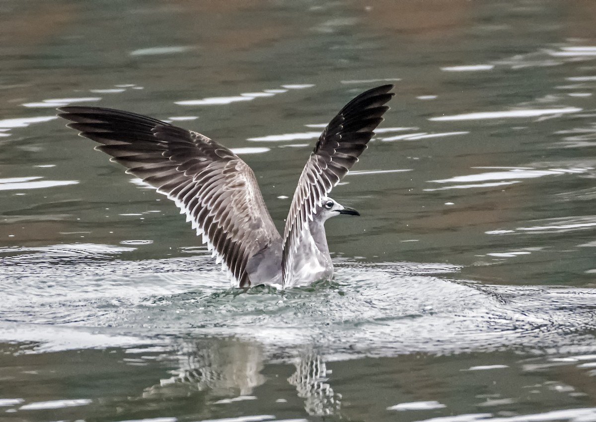 Laughing Gull - ML401446161