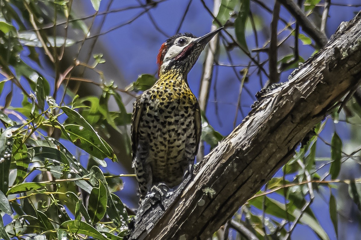 Green-barred Woodpecker - ML401446671