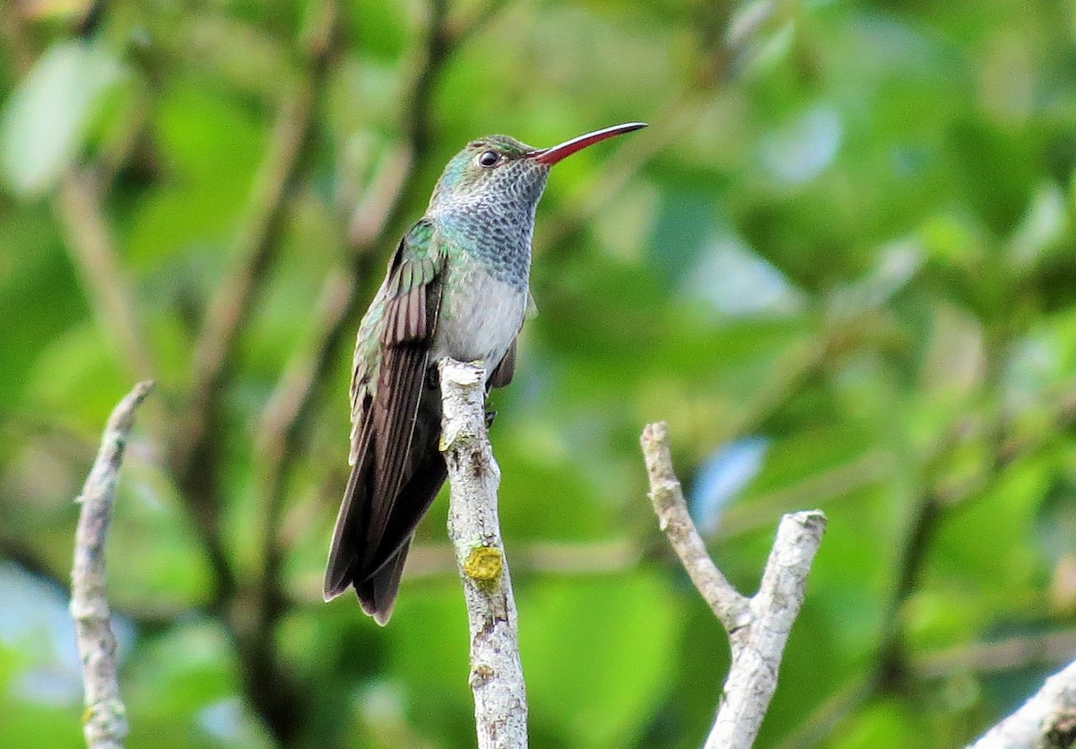 Honduran Emerald - Oliver  Komar