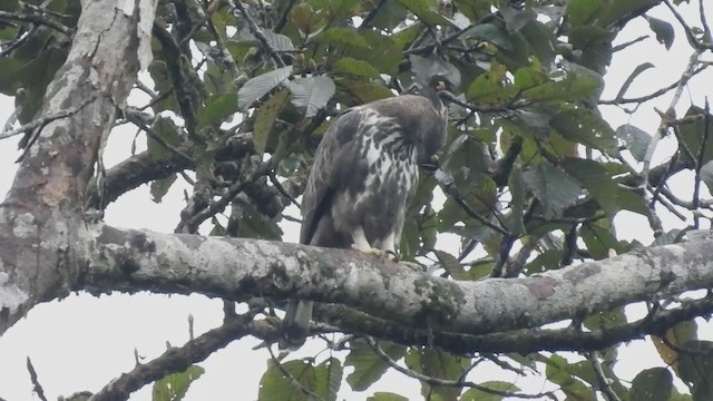 Indienhaubenadler (cirrhatus/ceylanensis) - ML401448021