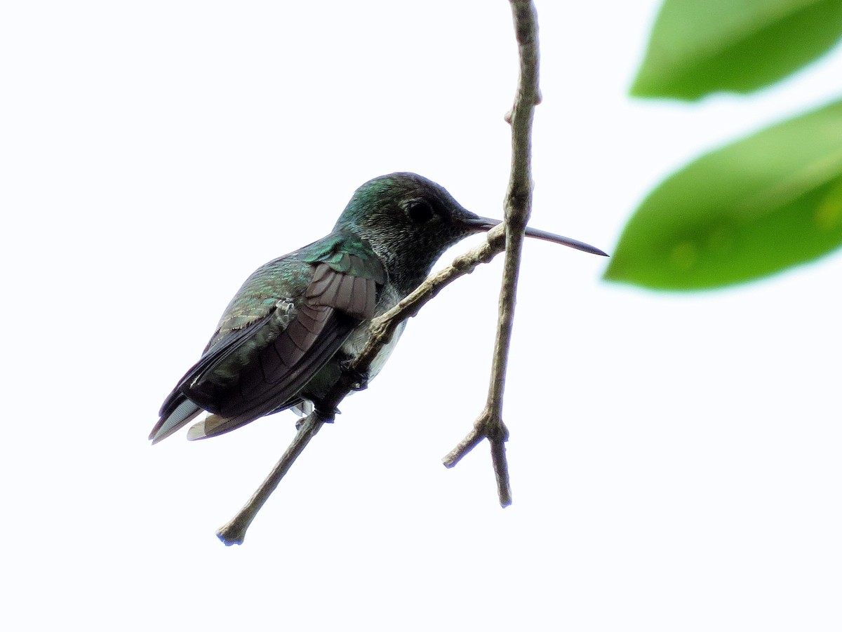 Honduran Emerald - ML40144821