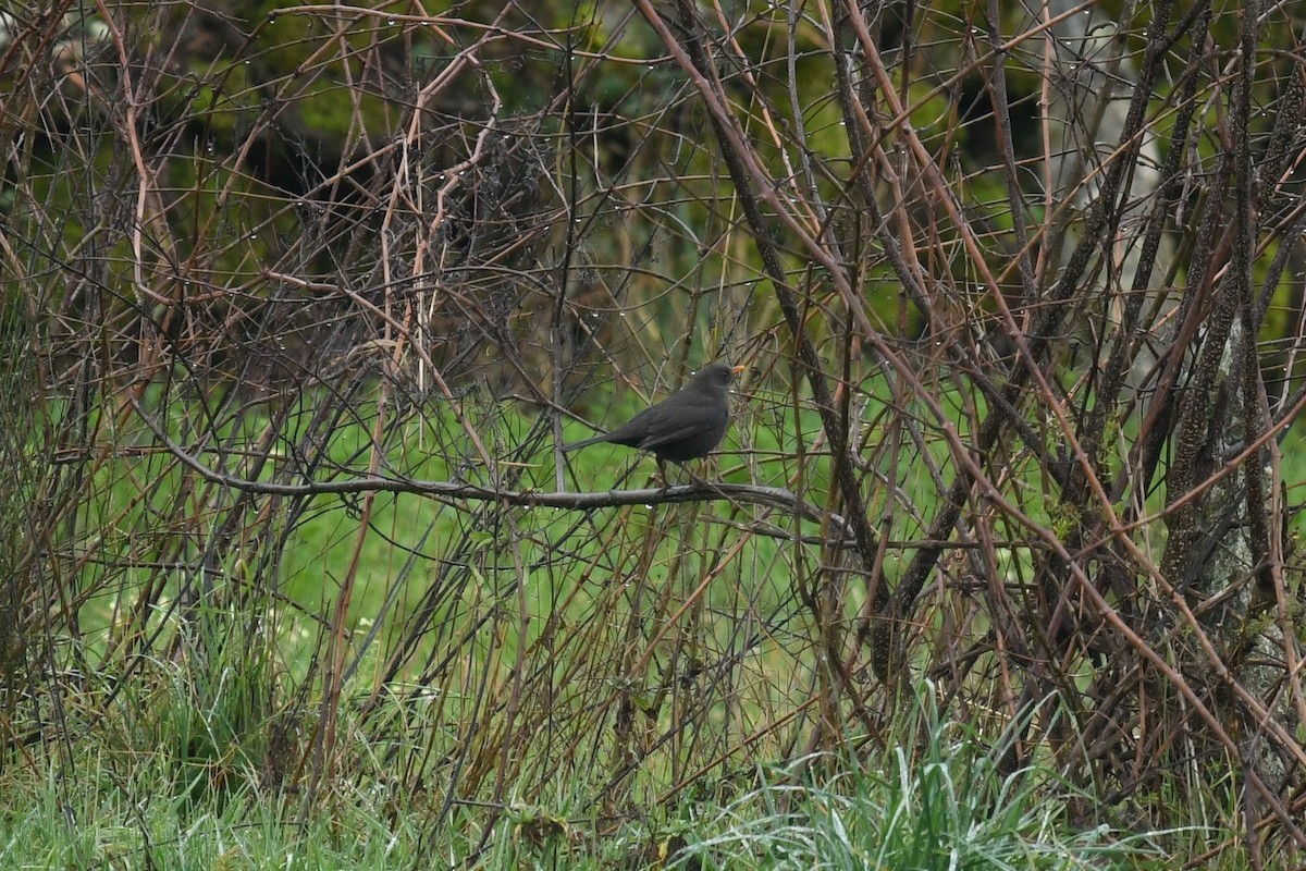Eurasian Blackbird - ML401448511