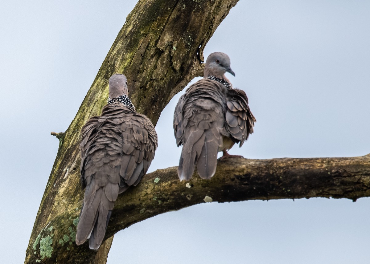 Spotted Dove - ML401448761