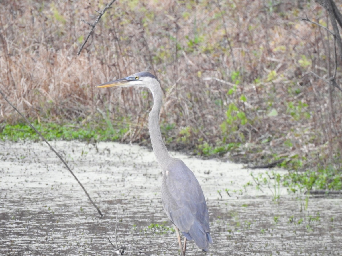 Great Blue Heron - ML401450111