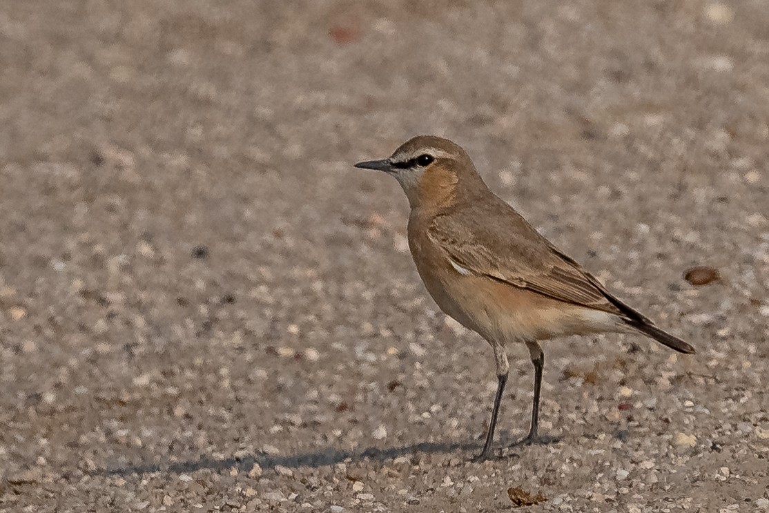 Isabelline Wheatear - ML401450201