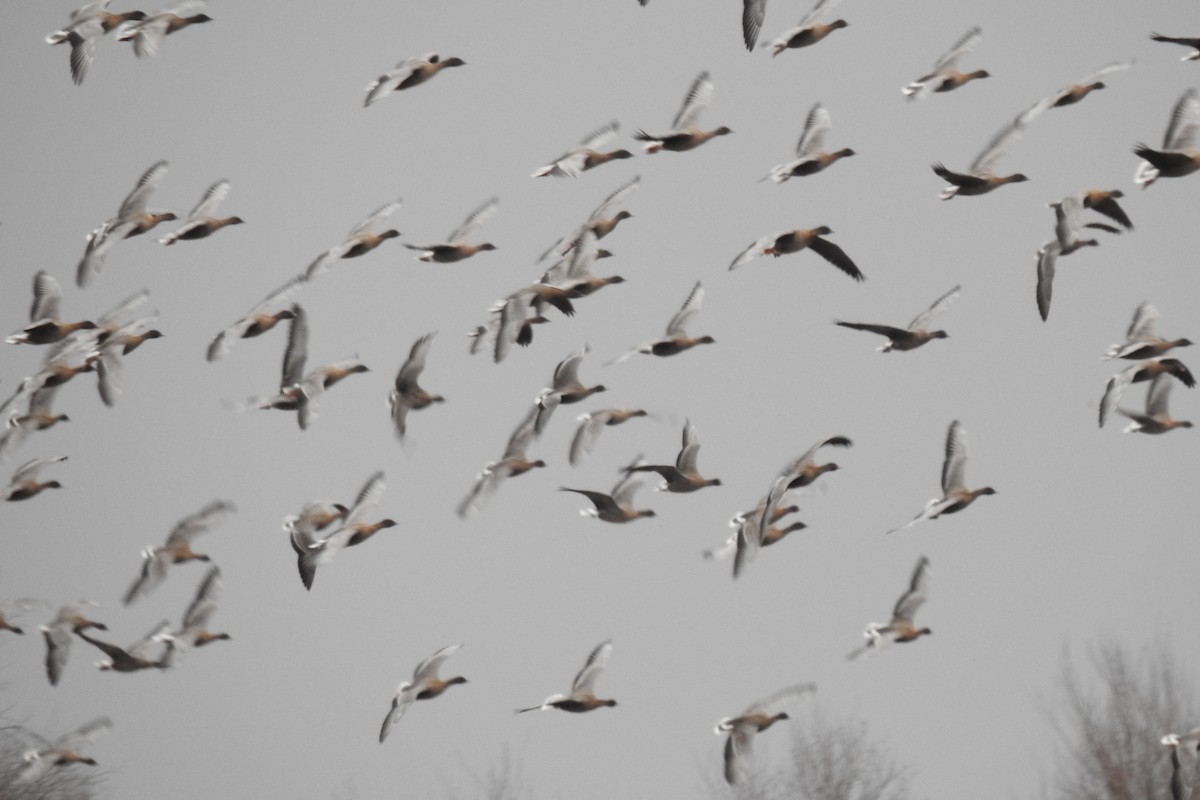 Pink-footed Goose - ML401450761