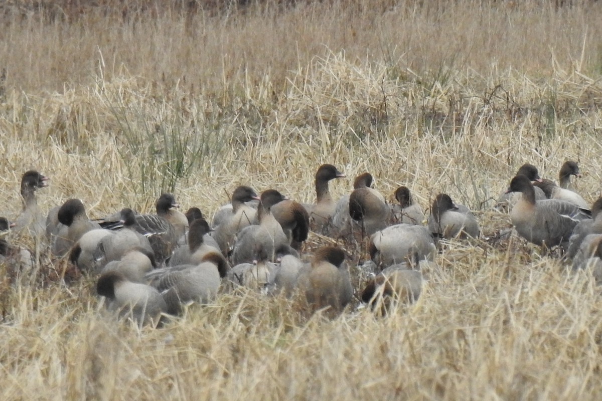 Pink-footed Goose - ML401450821