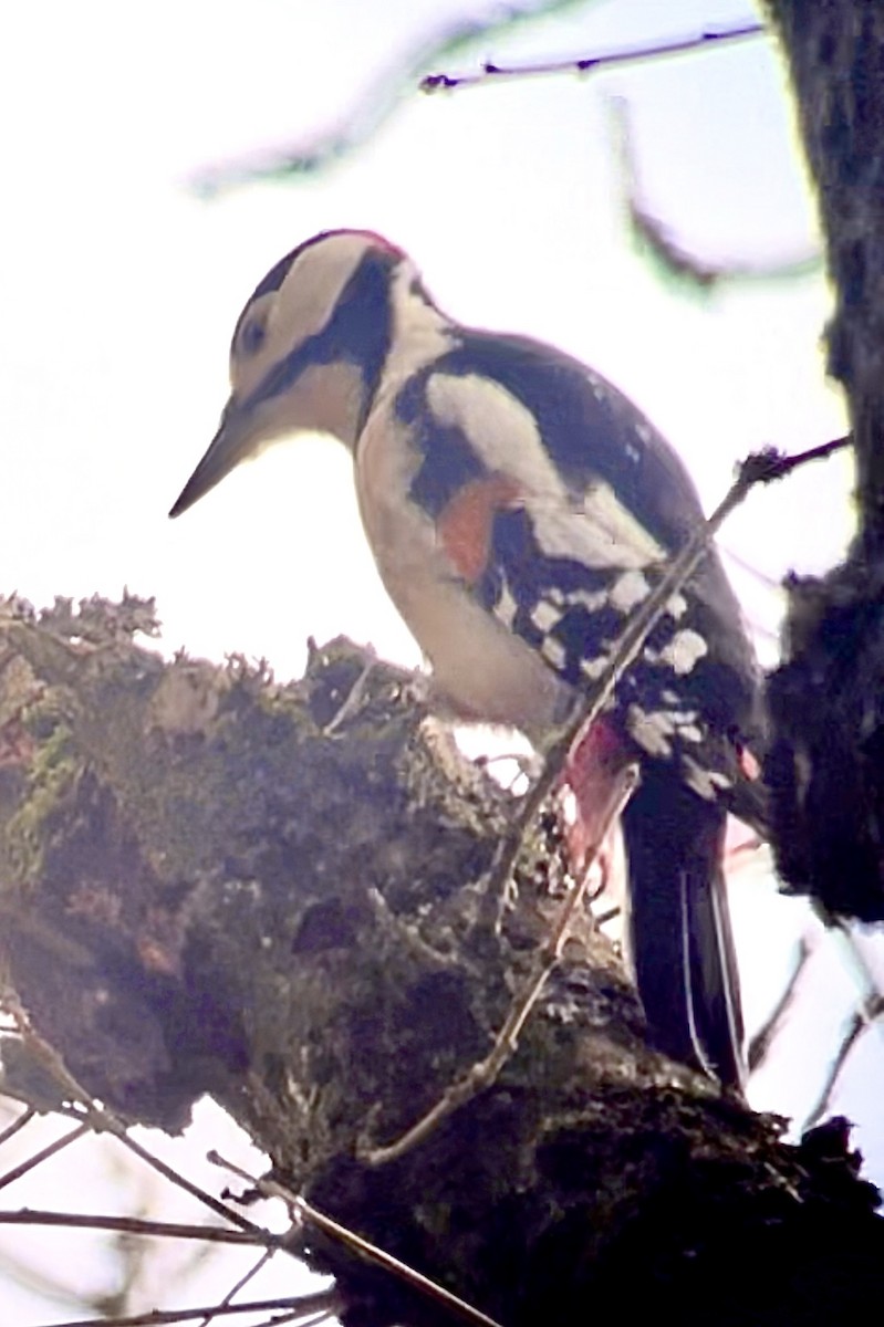 Great Spotted Woodpecker - ML401451151