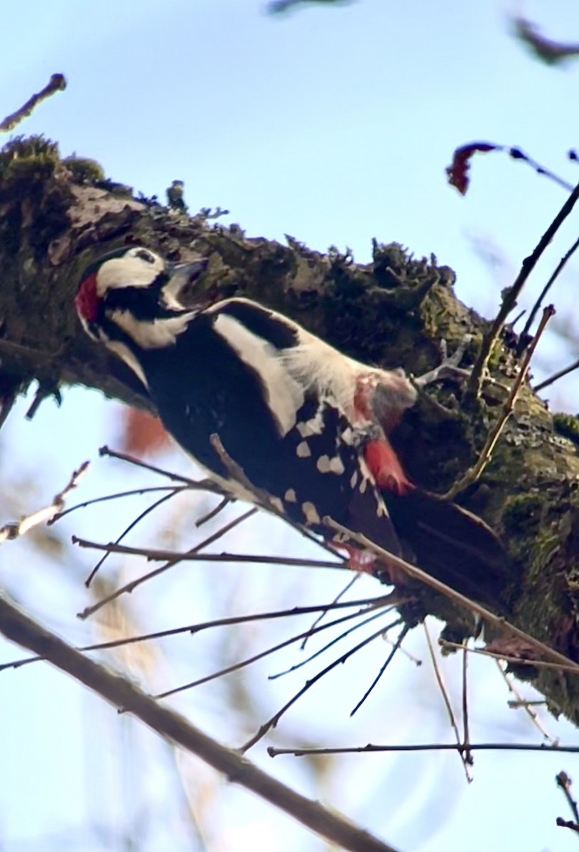 Great Spotted Woodpecker - ML401451161