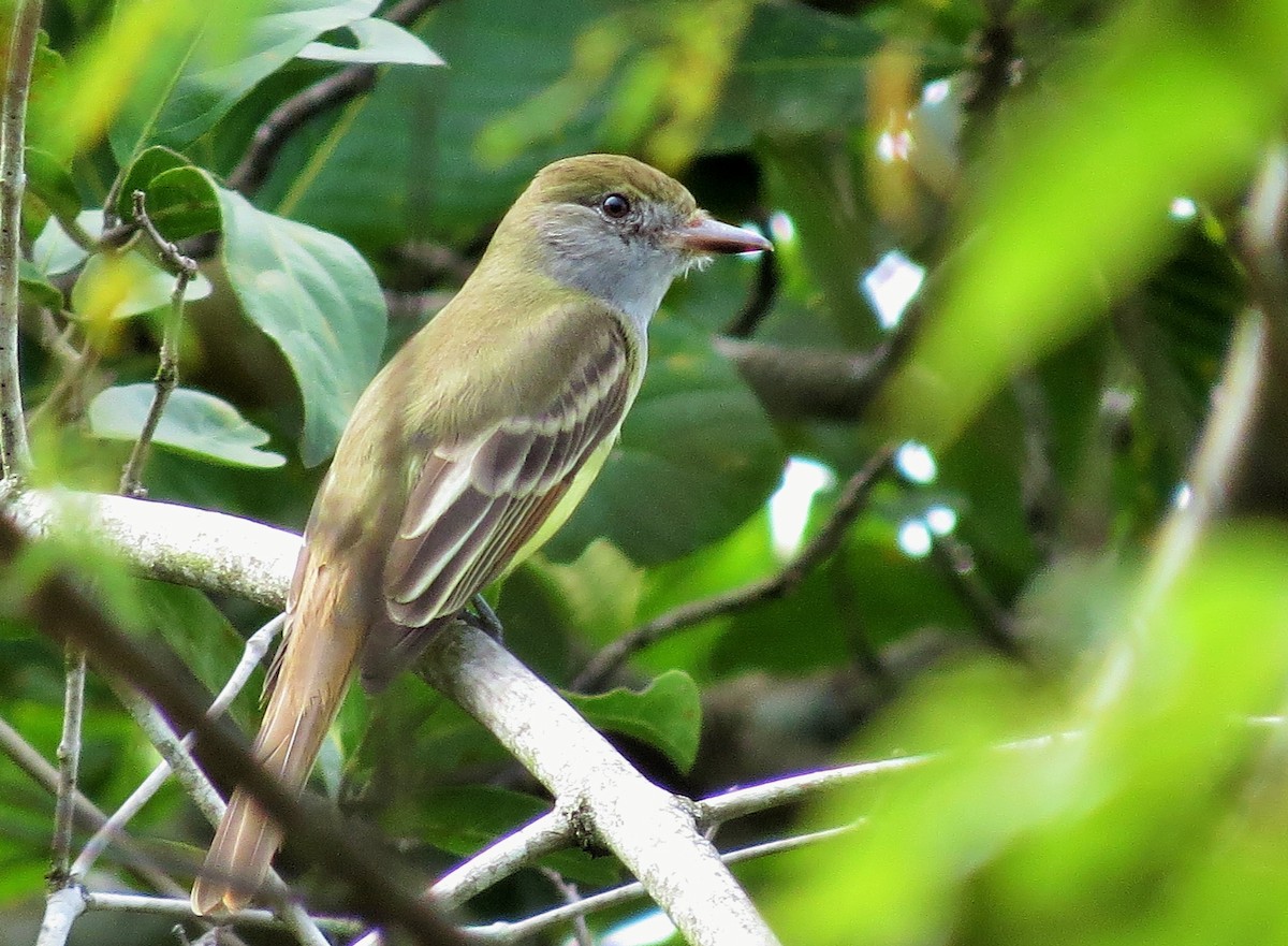 Great Crested Flycatcher - ML40145261