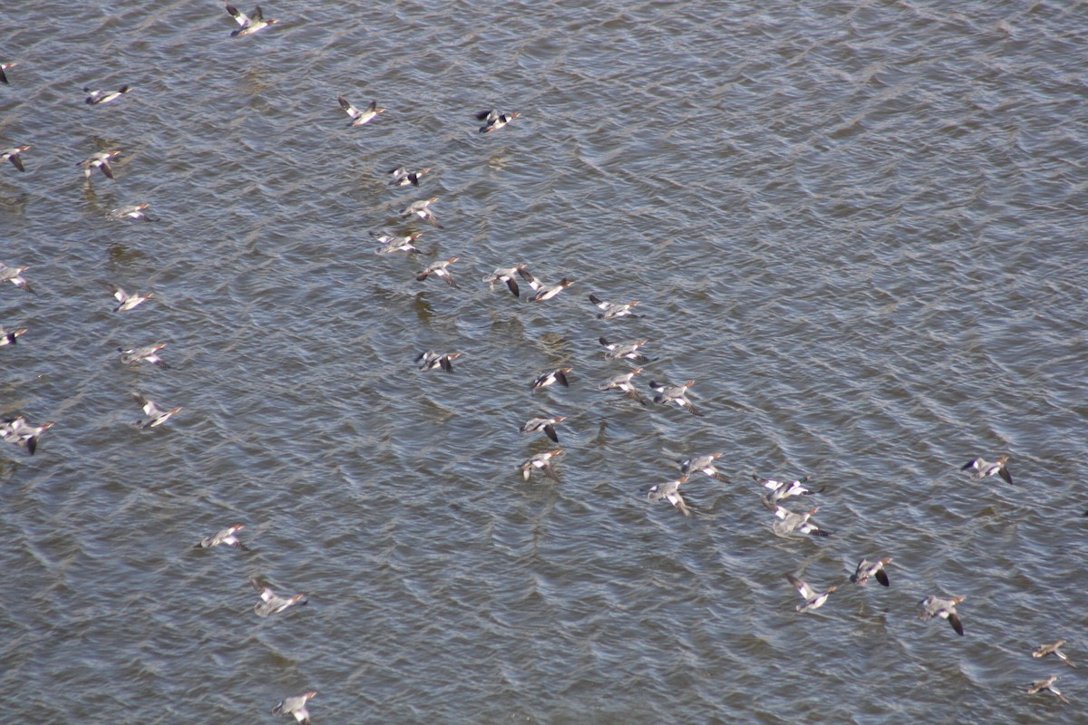 Common Merganser - ML401453471