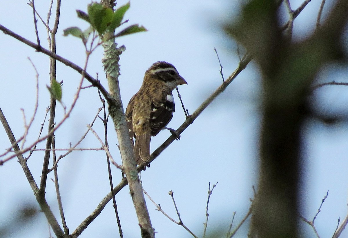 Rose-breasted Grosbeak - ML40145411