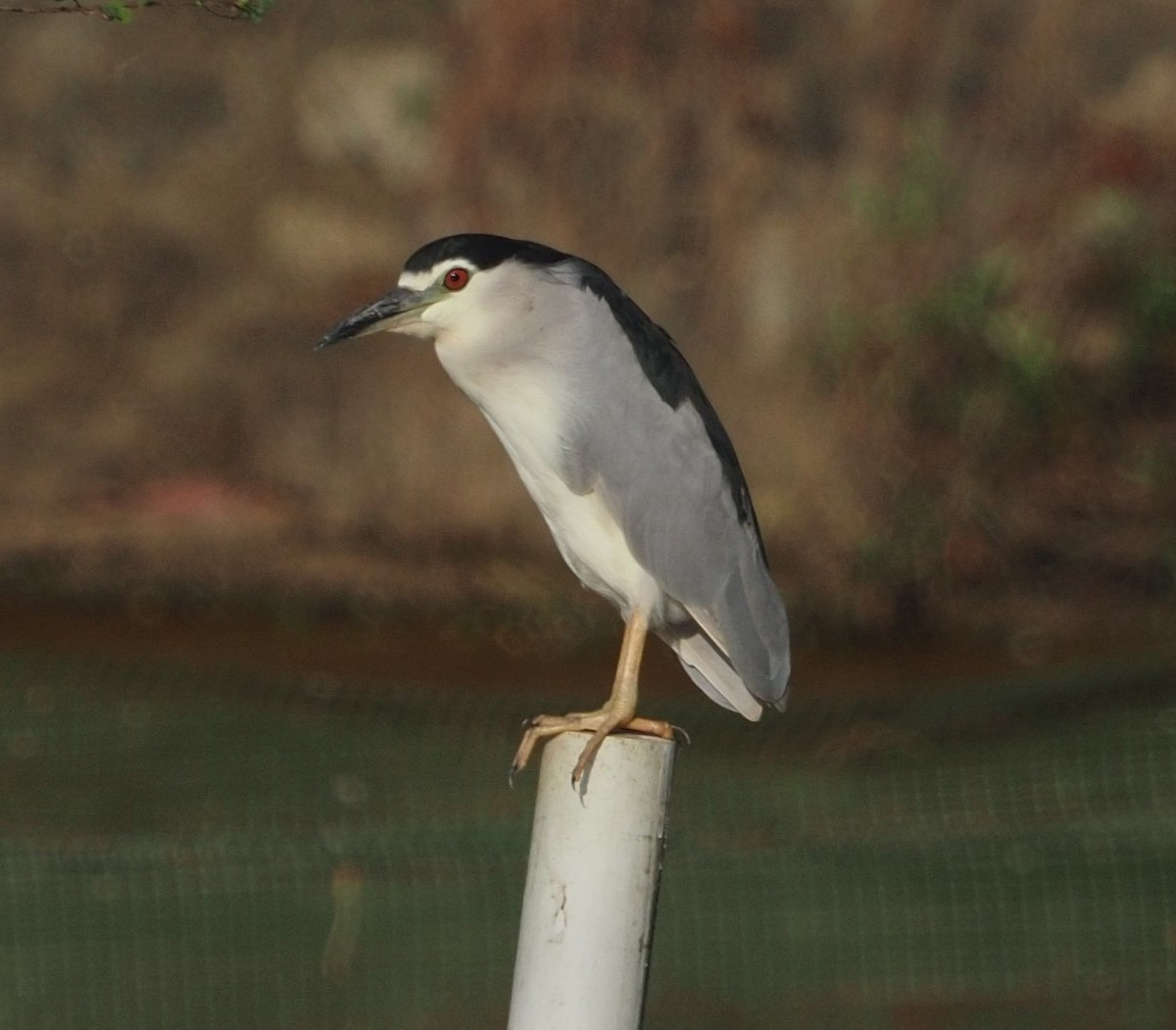 Black-crowned Night Heron - ML401454111