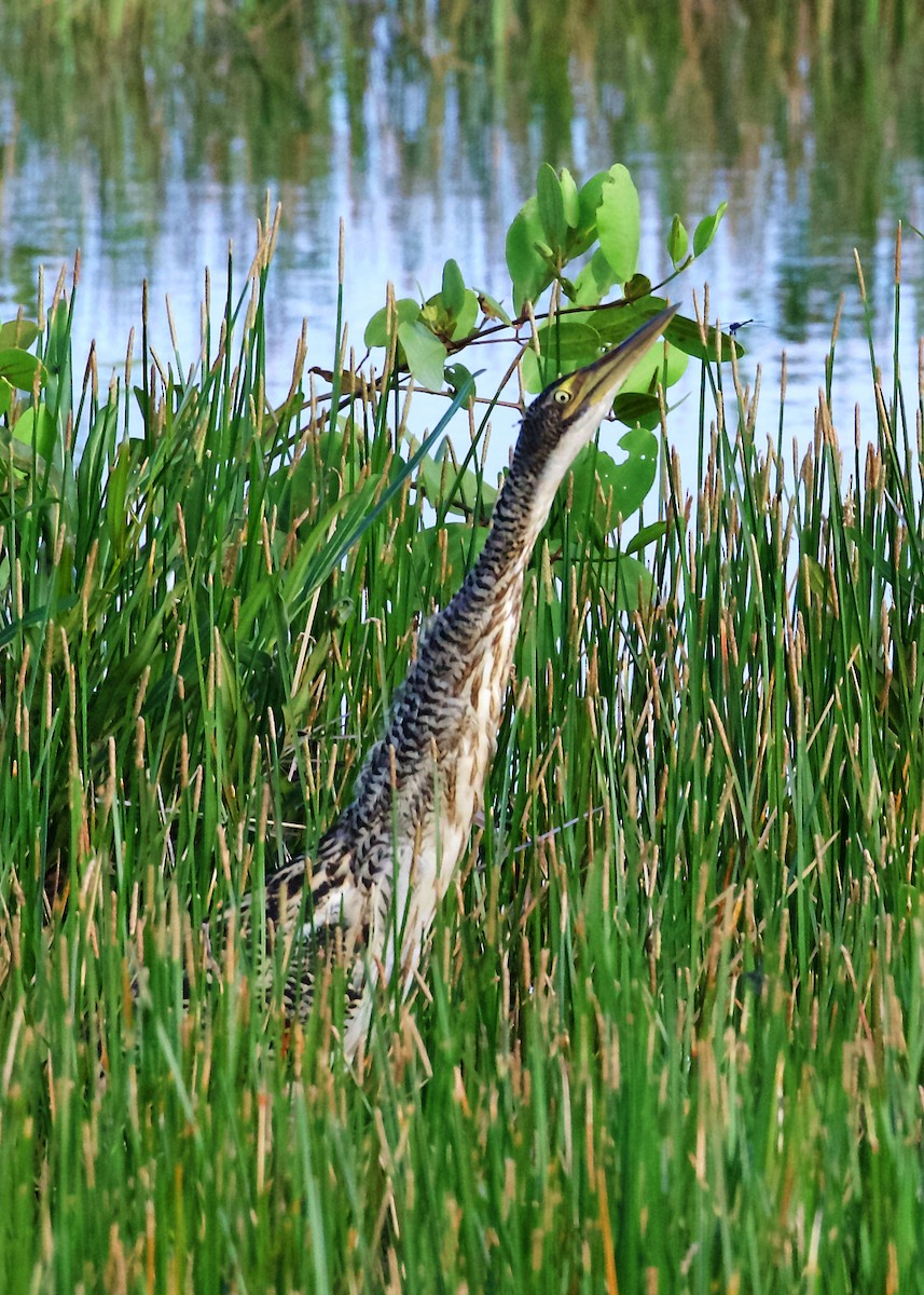 Pinnated Bittern - ML401456211