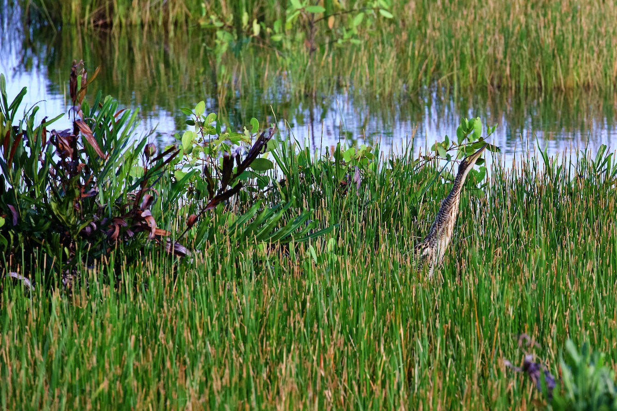 Pinnated Bittern - ML401456231