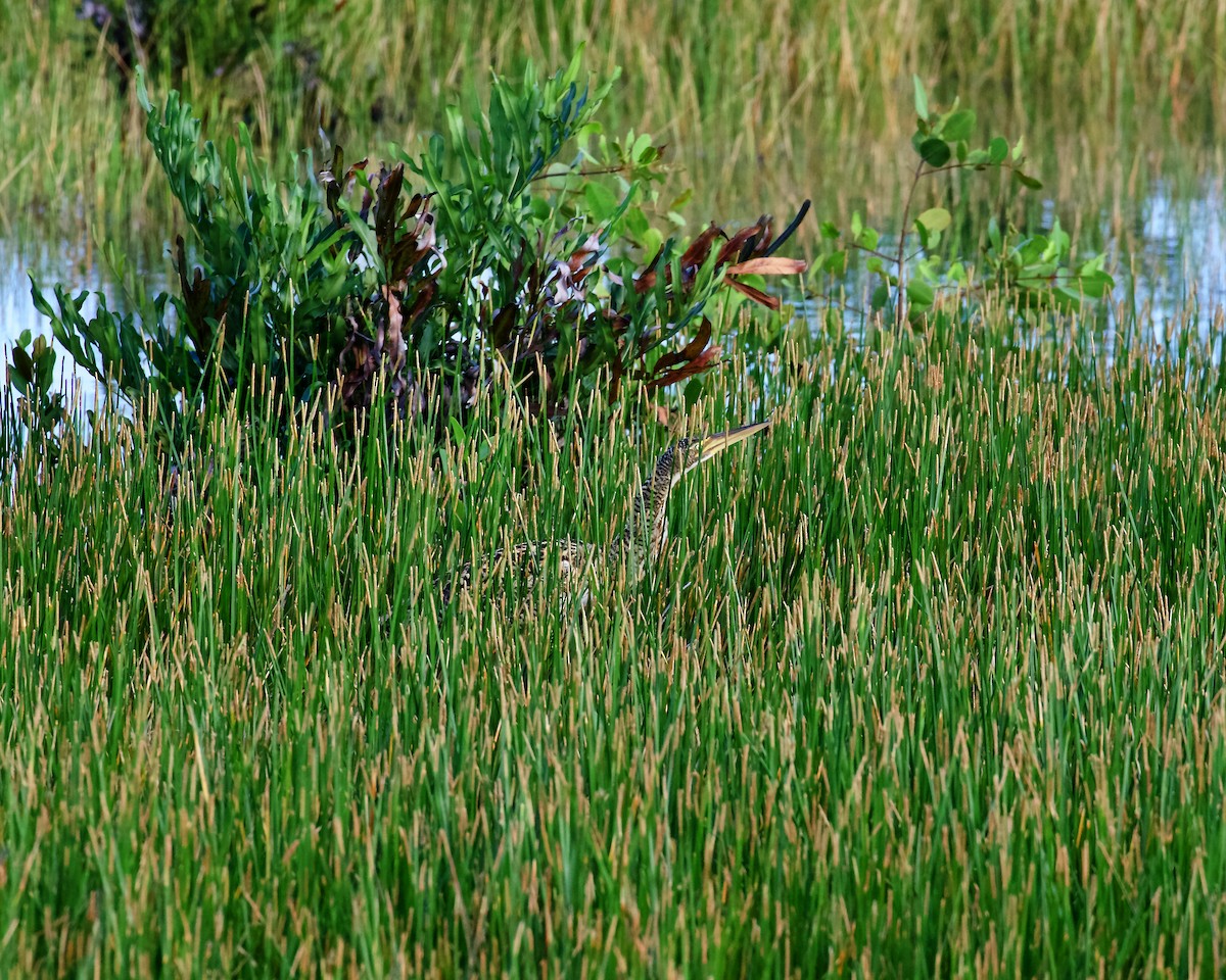 Pinnated Bittern - ML401456301