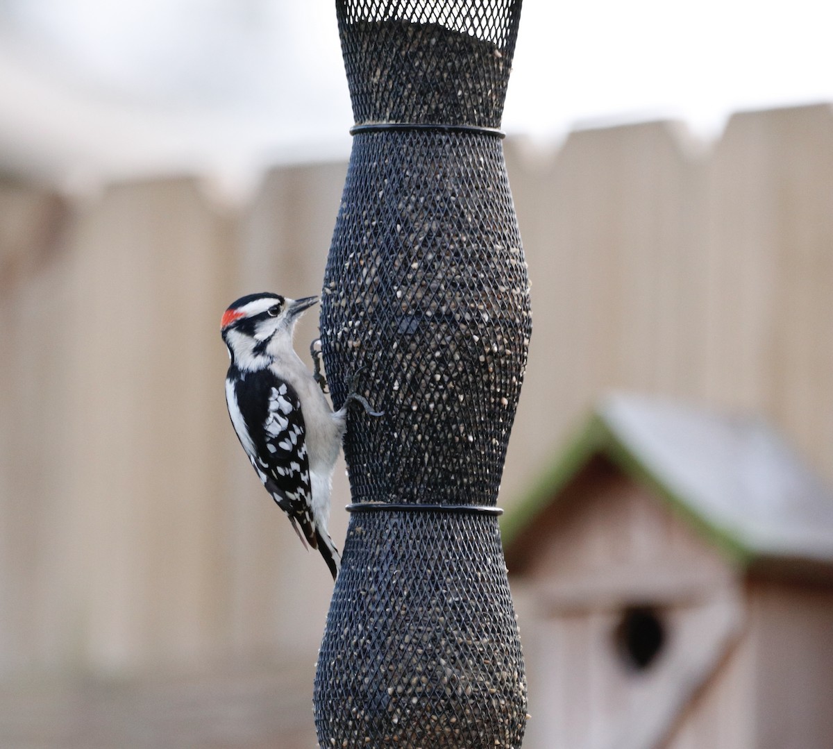 Downy Woodpecker - ML401456921