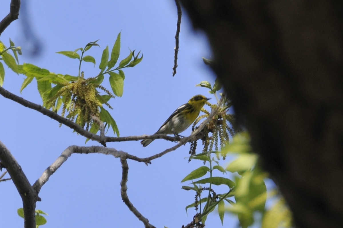 Townsend's Warbler - ML40145731