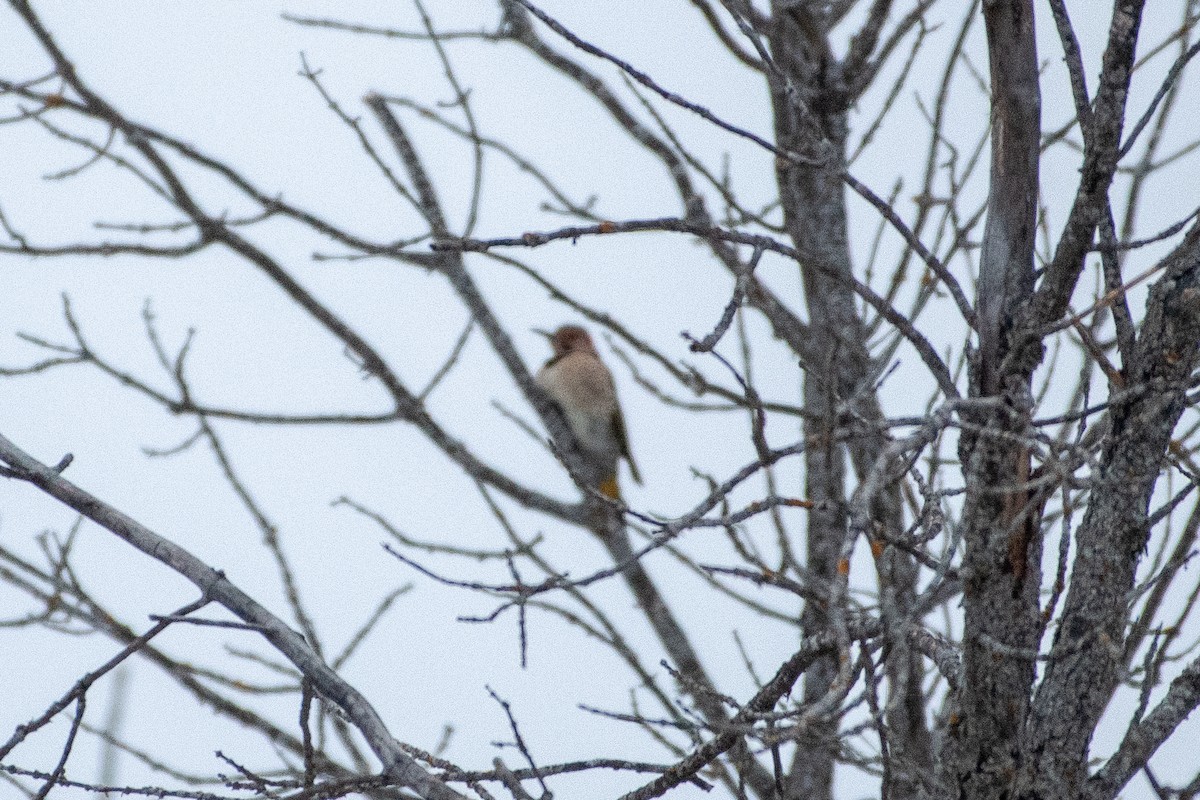 Northern Flicker - ML401458121