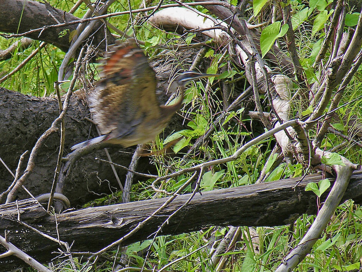 Sunbittern - ML401458721