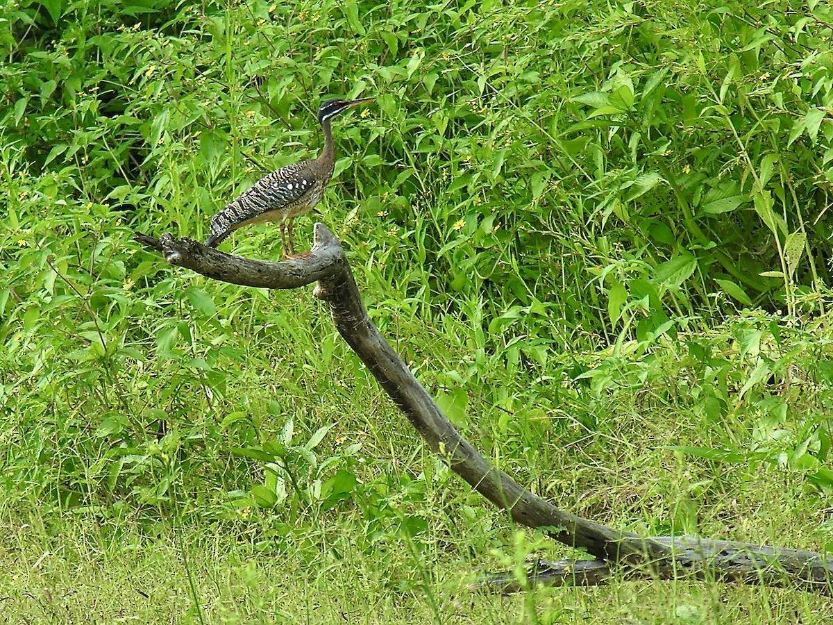 Sunbittern - ML401458731