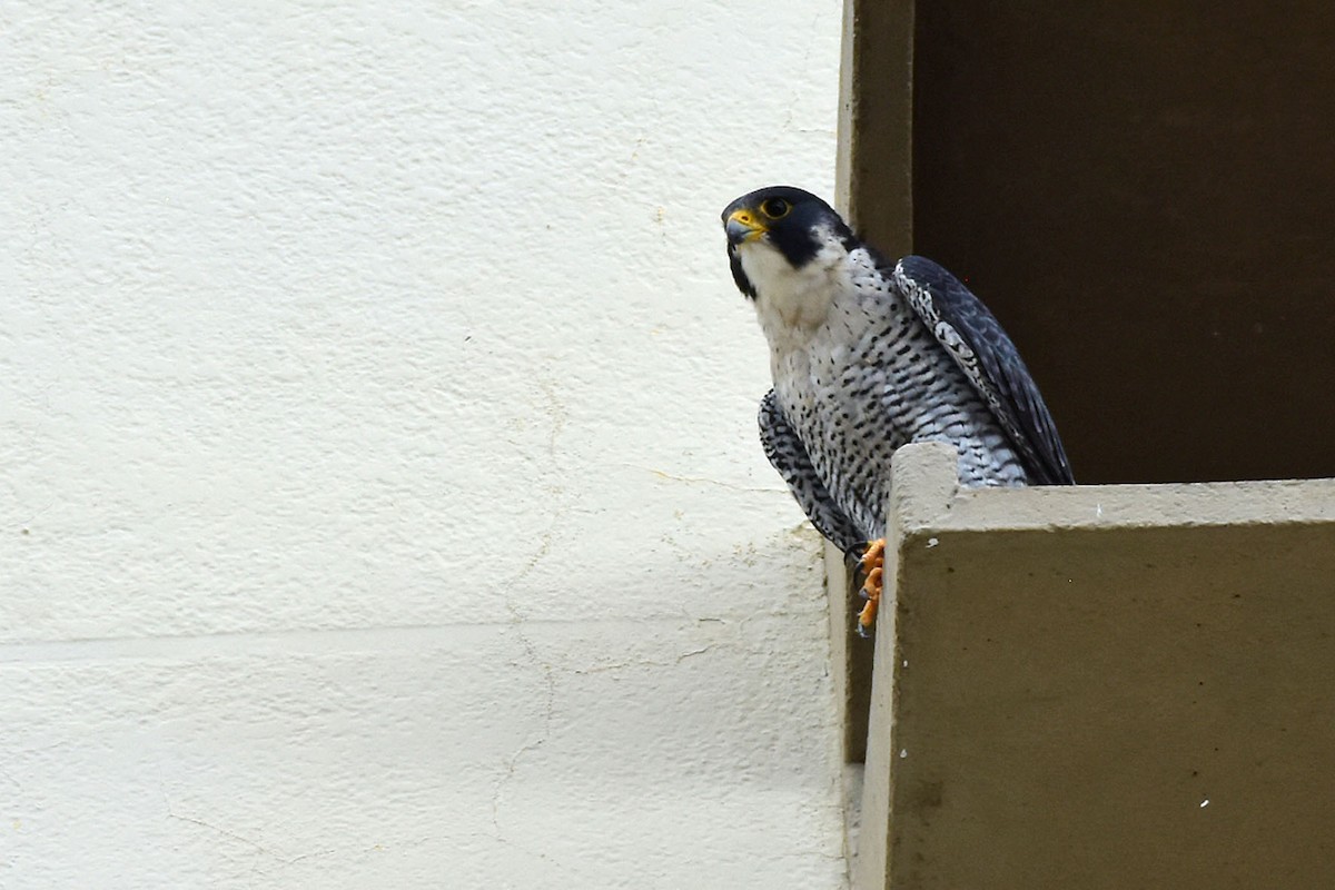 Peregrine Falcon - ML401460851