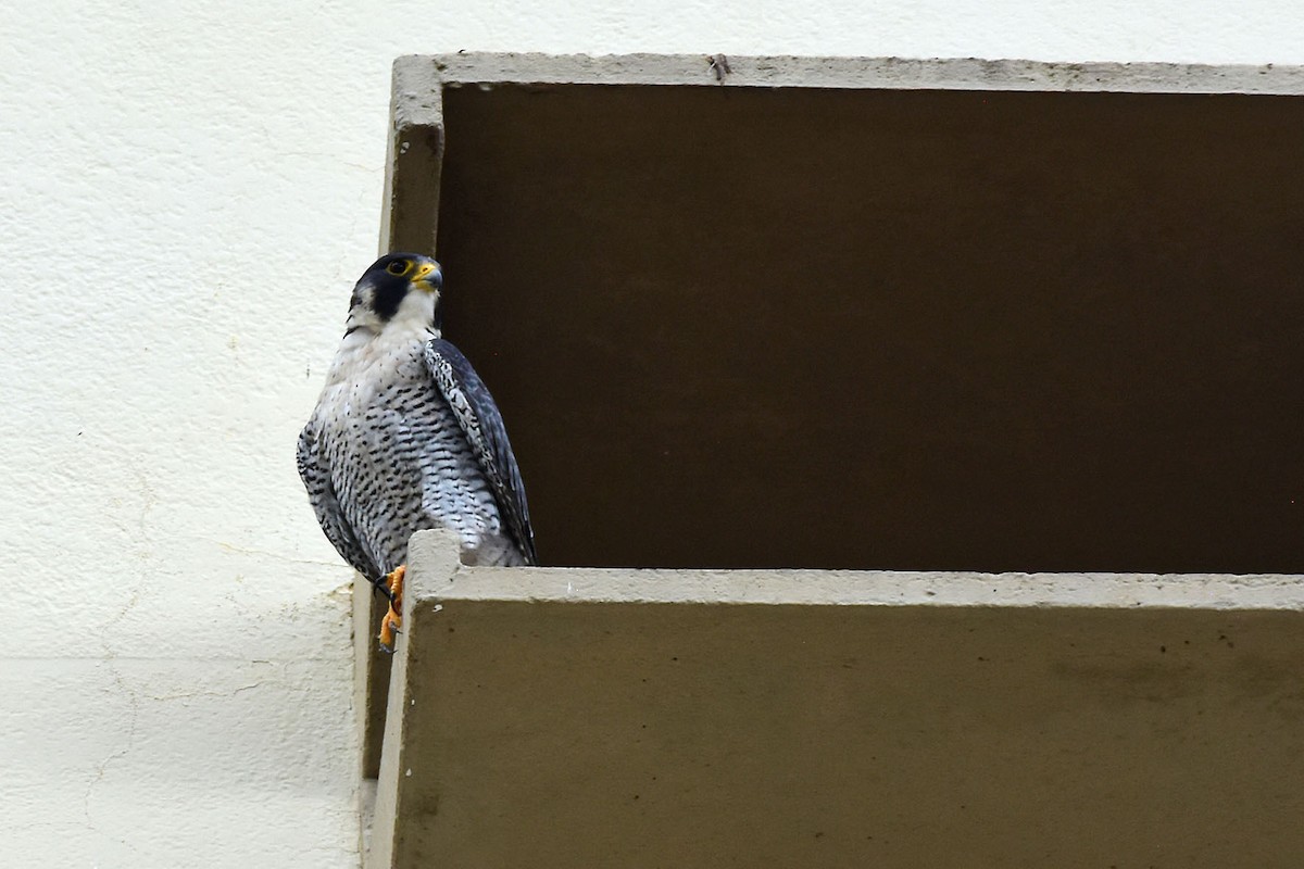 Peregrine Falcon - Ubaldo Bergamim Filho