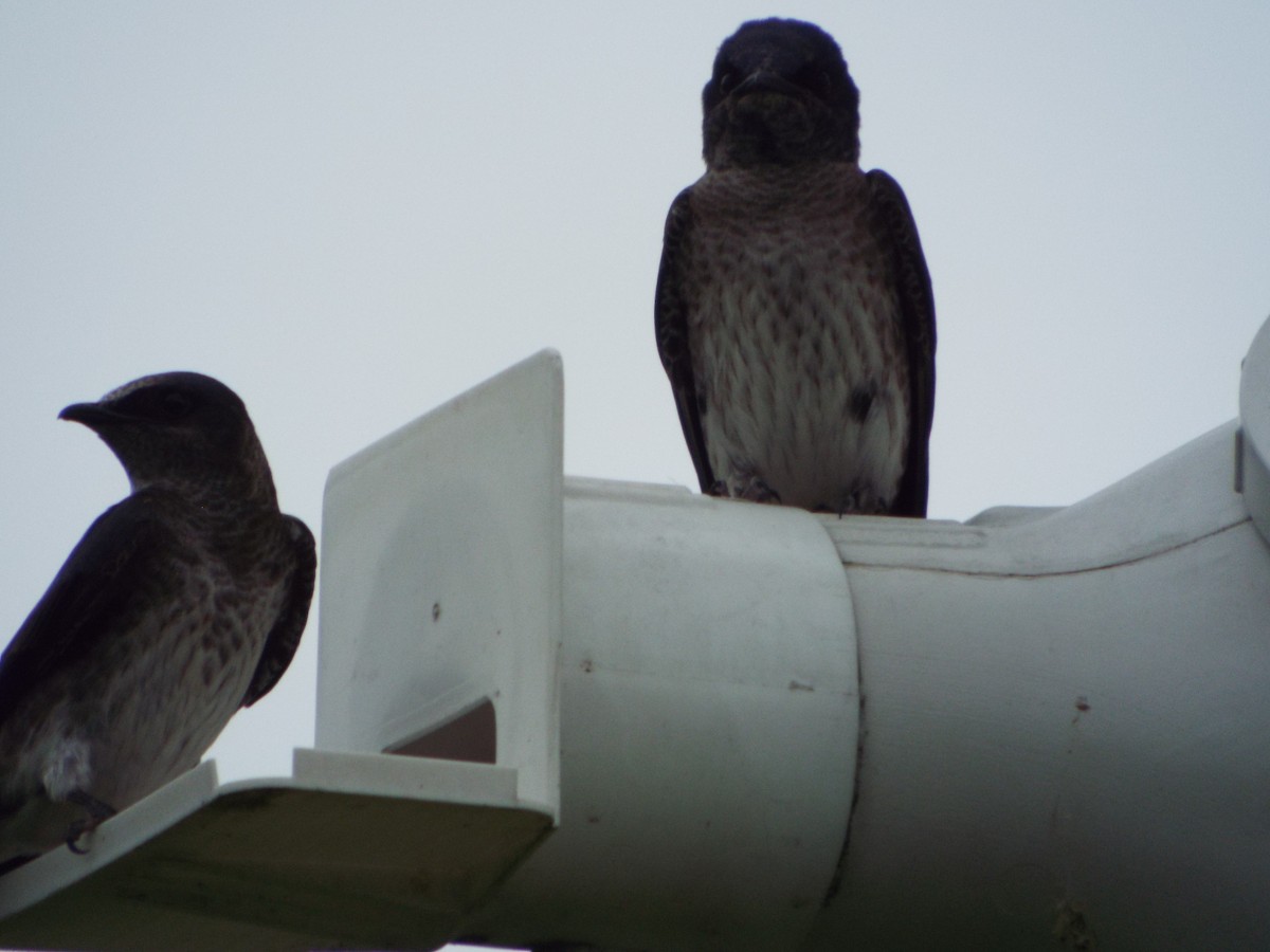 Purple Martin - ML40146101