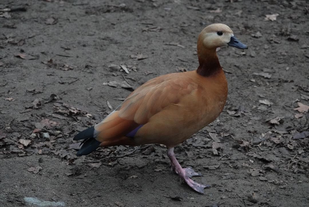 Egyptian Goose x Ruddy Shelduck (hybrid) - ML401461151