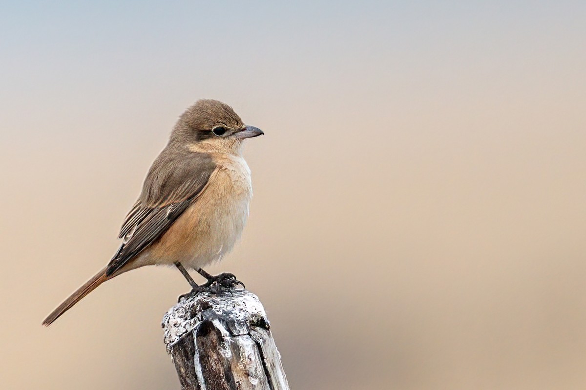 Isabelline Shrike - ML401461531